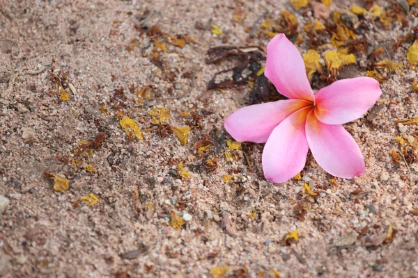 Rosa plumeria eller frangipani blomma på golvet. — Stockfoto