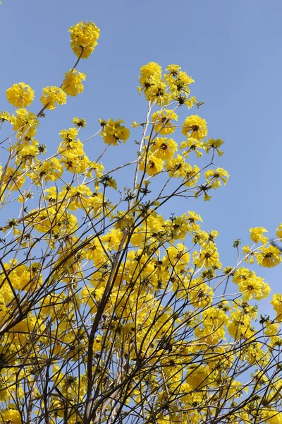 Tabebuia spectabilis bloem of gele tabebuia bloem bloei op t — Stockfoto