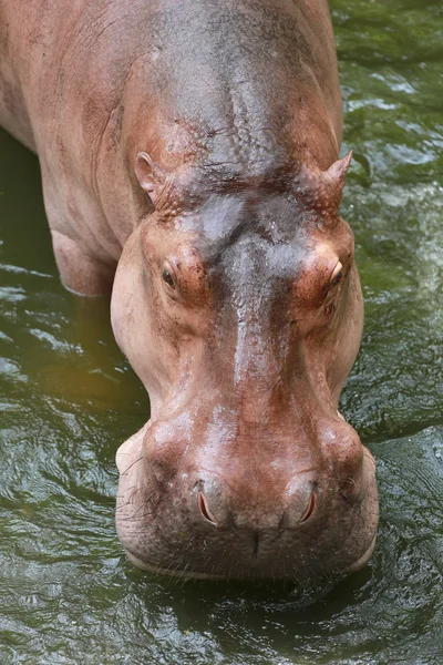 Hipopótamo a agua de remojo . —  Fotos de Stock