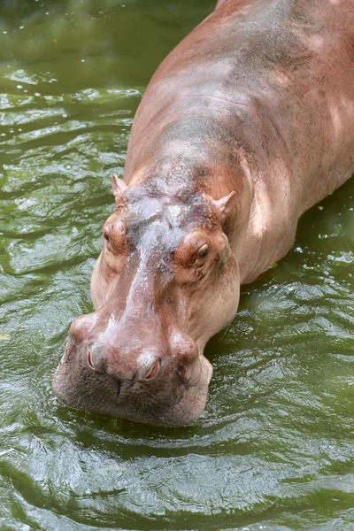 Hipopótamo a agua de remojo . —  Fotos de Stock