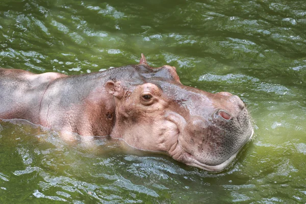 Nijlpaard om te genieten van water. — Stockfoto