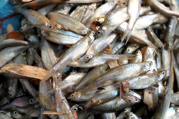 Pesce pesciolino testata dopo essere stato catturato dai pescatori . — Foto Stock