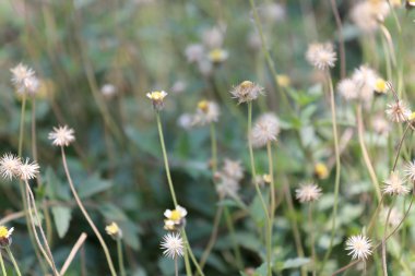 tropikal çimen çiçek yumuşak odak üzerinde çayırda.