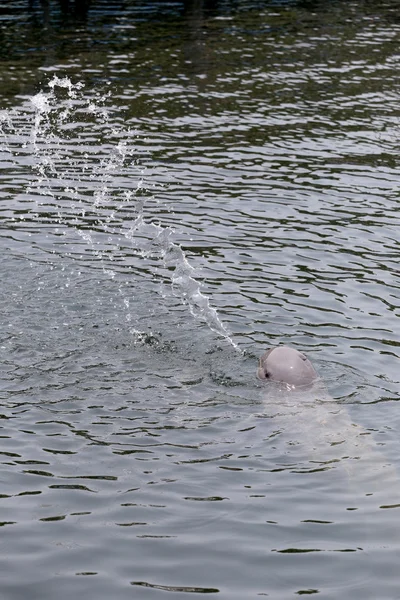 Delfini sta spruzzando acqua nel mare . — Foto Stock