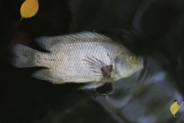 Balıklar öldü çünkü kanalizasyon.