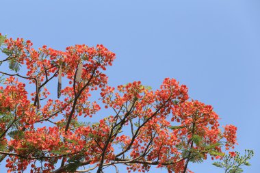 Tavus kuşu çiçek genel bahçede çiçek açan.
