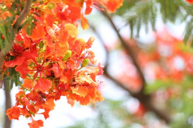 Tavus kuşu çiçek genel bahçede çiçek açan.