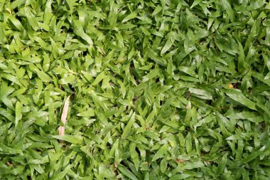 yeşil çim alan ve perspektif için çok purpos alan kopyalamak için