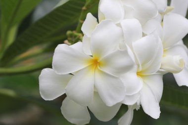 ağaç üzerinde beyaz plumeria veya frangipani çiçek çiçeklenme.