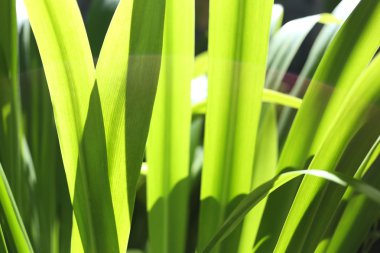 Gelen güneş ışığı ile yeşil yaprakları.