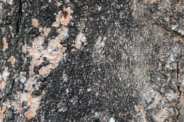 yüzey ağaç gövdesi ağacının kabuğu yıpranmış.