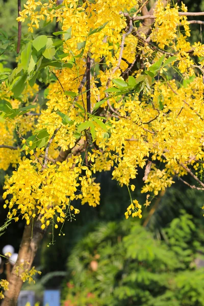 Fístula de cássia ou flor de chuveiro dourado na árvore no jardim . — Fotografia de Stock