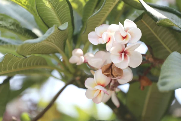 Plumeria branca ou flor de frangipani na árvore . — Fotografia de Stock