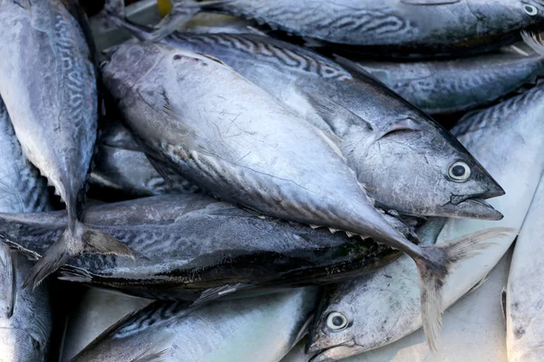 Tuna ekor panjang atau tuna sirip biru Utara pada perkakas . — Stok Foto