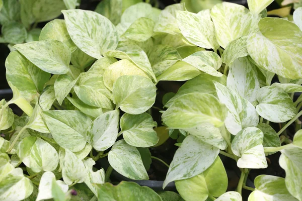 Gyllene pothos träd i tropiska prydnadsväxter i trädgården. — Stockfoto