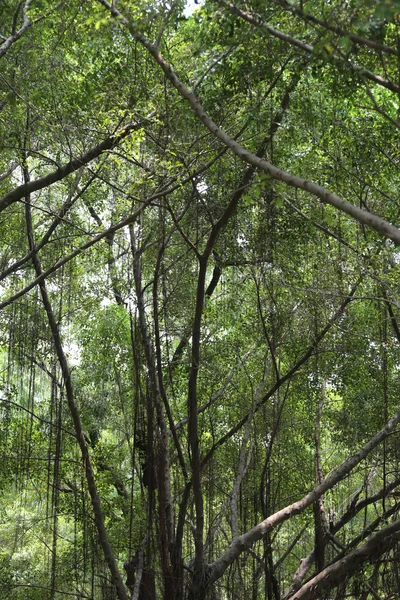 Ramo di banyan tree nel parco pubblico . — Foto Stock