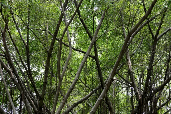 Ramo di banyan tree nel parco pubblico . — Foto Stock