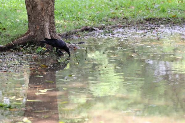 Crow of Daw staande op de laaggelegen gebieden van openbaar park. — Stockfoto