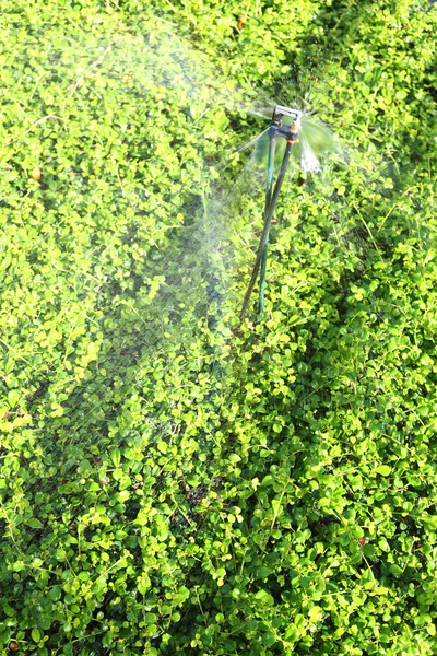 Springer está corriendo agua esparcida al árbol verde ornamental en el —  Fotos de Stock