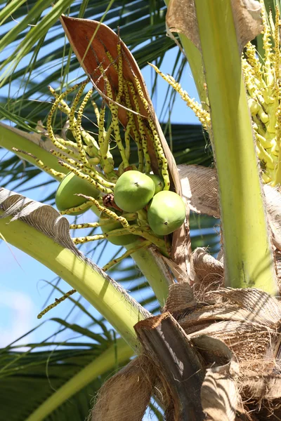 Orzech kokosowy na Kokosowe drzewo w ogrodzie Tajlandia. — Zdjęcie stockowe