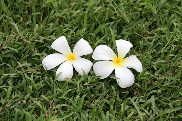 Біла слива або квітка франгіпані цвітуть на зеленому газоні . — стокове фото