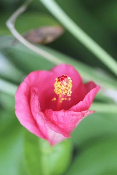 粉红色的热带鲜花盛开的花园里. — 图库照片