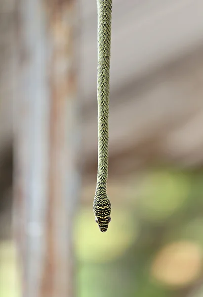 Голова східної змії батога висить з дерева . — стокове фото