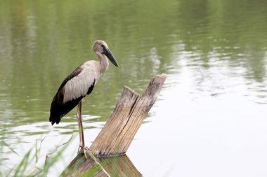 Ak balıkçıl veya Pelikan genel park ahşap üzerinde duran.