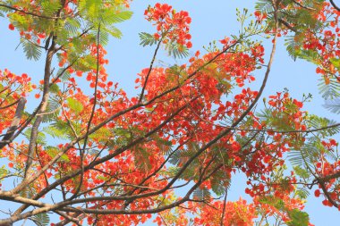 Tavus kuşu çiçek genel bahçede çiçek açan.
