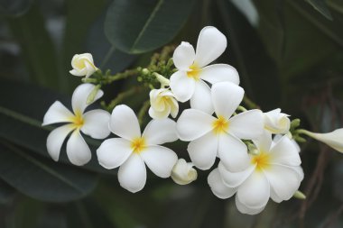 ağaç üzerinde beyaz plumeria veya frangipani çiçek çiçeklenme.