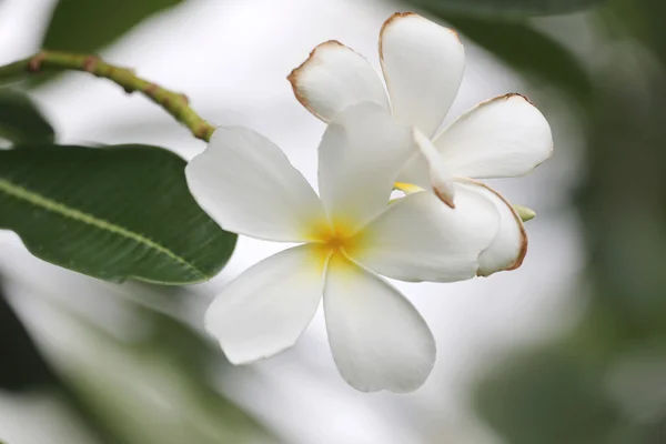 Vit plumeria eller frangipani blomma blommar på träd. — Stockfoto