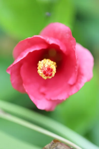 粉红色的热带鲜花盛开的花园里. — 图库照片