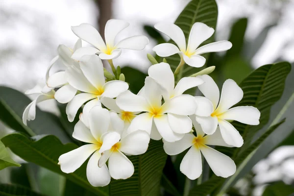 Plumeria blanca o flor de frangipani en el árbol . — Foto de Stock