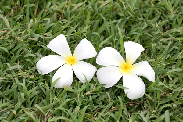 White plumeria or frangipani flower bloom on green lawn. — Stock Photo, Image