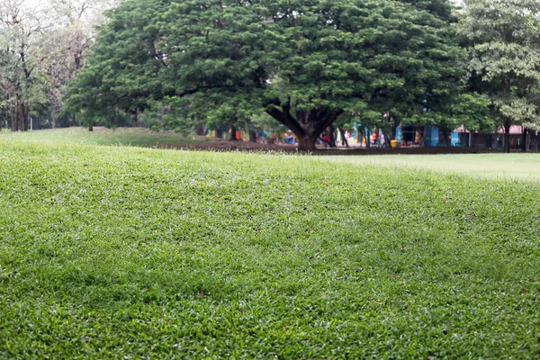 Parque público con campo de hierba verde y perspectiva para copiar espacio —  Fotos de Stock
