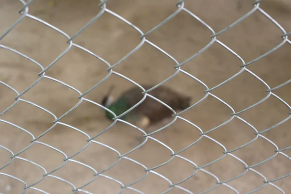 Peacock van conserve vogels zijn gevangen in een kooi. — Stockfoto