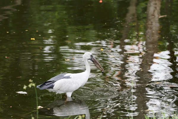 Egret o Pelicans in piedi nello stagno . — Foto Stock