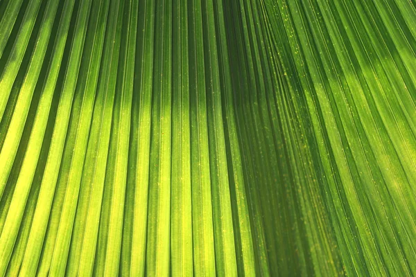 Folhas verdes com luz solar brilhante pela manhã . — Fotografia de Stock