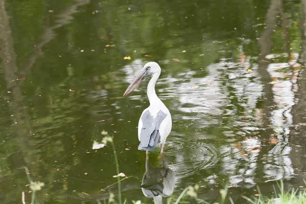 Egret o Pelicans in piedi nello stagno . — Foto Stock