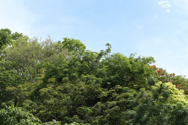 Tropických stromů ve veřejném parku na pozadí modré oblohy. — Stock fotografie