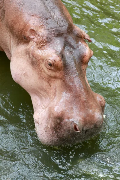 Nijlpaard om te genieten van water. — Stockfoto