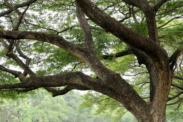 Tasarım doğa için genel parkta büyük tropik ağacının dalını — Stok fotoğraf