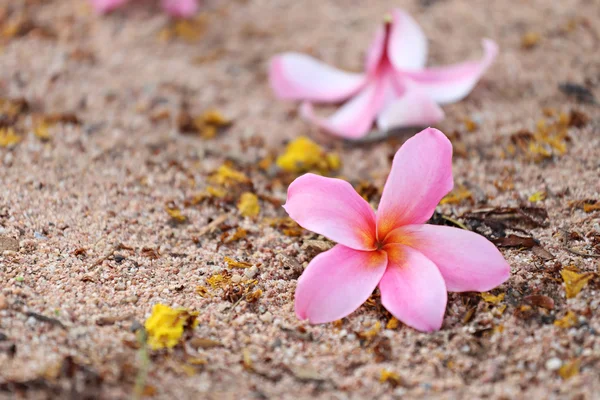 床にピンクのプルメリアやフランジパニの花. — ストック写真