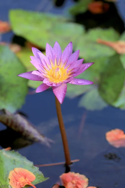 Loto viola in uno stagno con fioritura . — Foto Stock