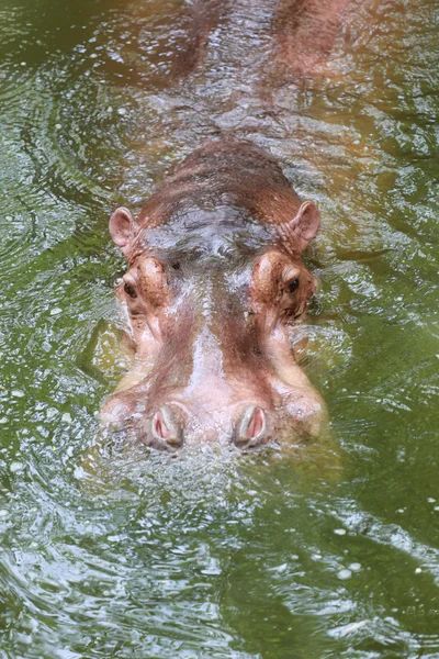 Hippopotame à l'eau de trempage . — Photo