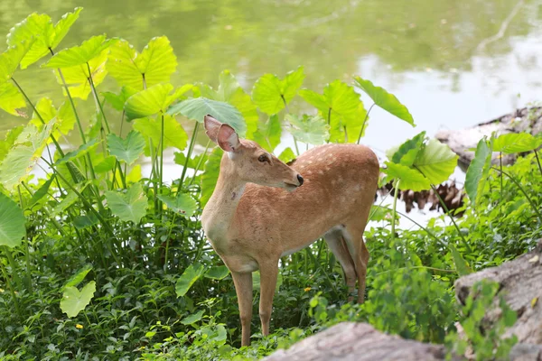 Ciervos o animales jóvenes en el bosque . —  Fotos de Stock