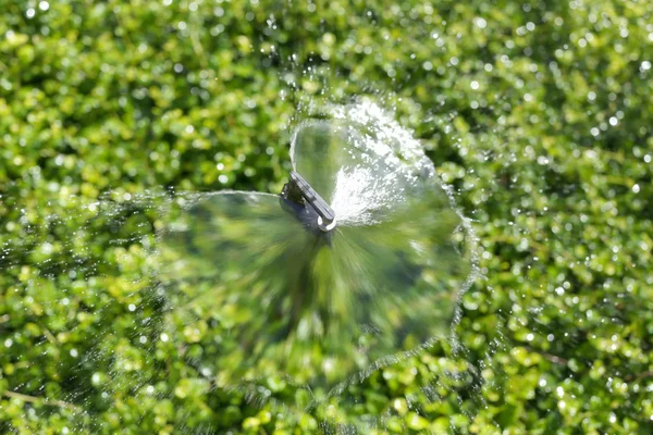 Springer is stromend verspreiding water tot decoratieve groene boom in de — Stockfoto