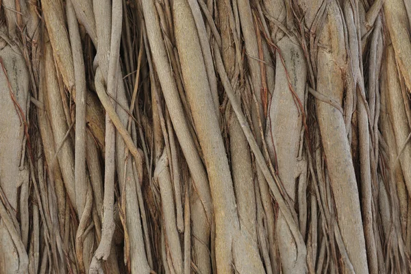 Roots or trunk of the banyan tree in the garden. — Stock Photo, Image