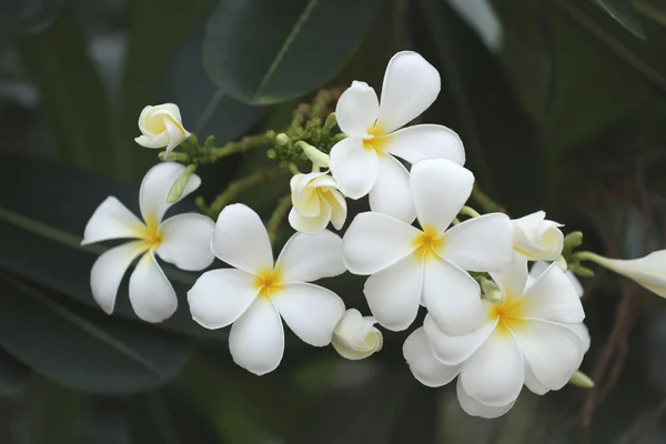 White plumeria or frangipani flower bloom on tree. — Stock Photo, Image