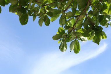 Mavi gökyüzü arka plan üzerinde genel parkta tropikal ağaçlar.